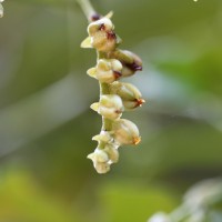 Schumacheria castaneifolia Vahl